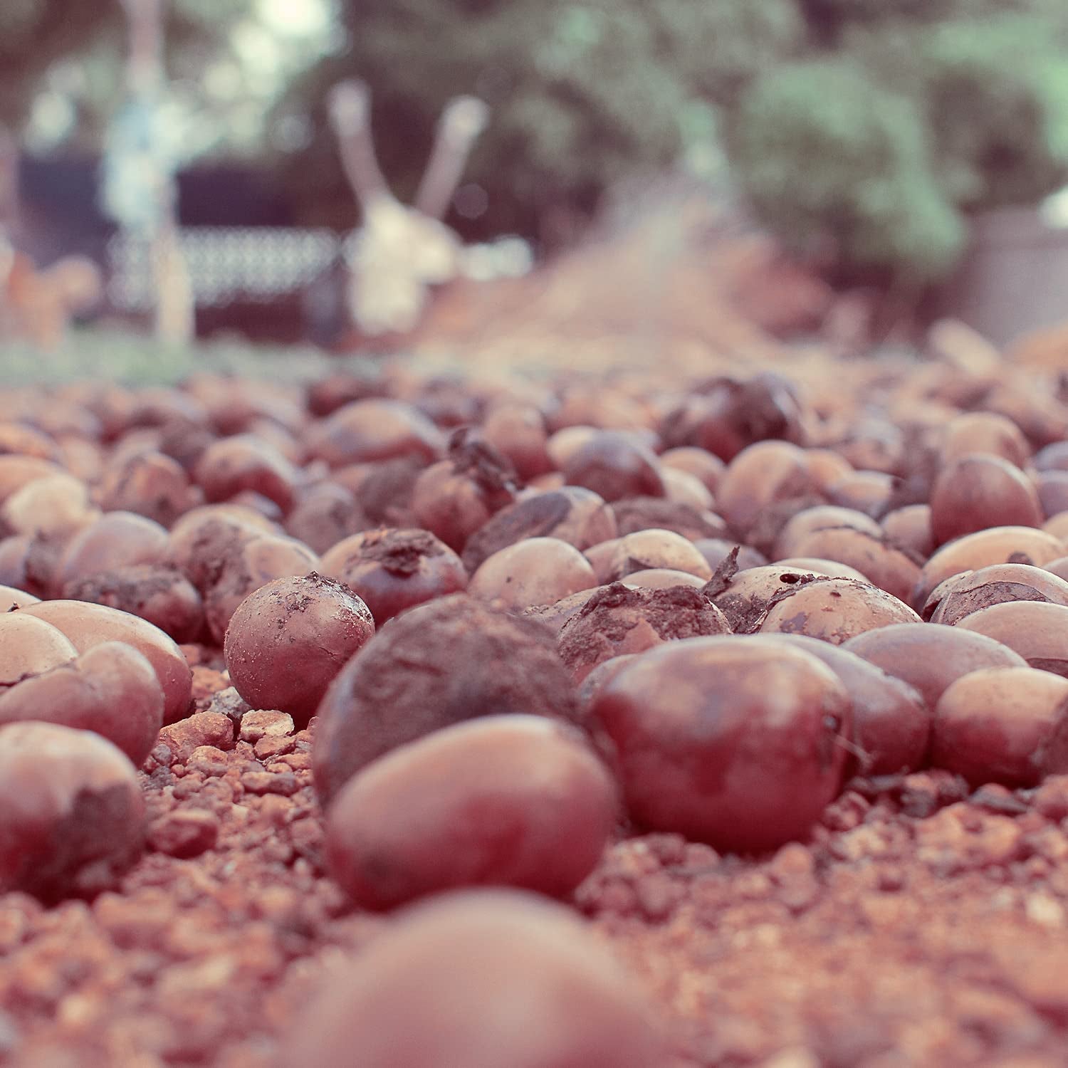 Naissance Sheabutter BIO (Nr. 306) 1Kg (1000G) - 100% Rein, Unraffiniert, BIO Zertifiziert - Intensive Pflege Für Kosmetik, Haut, Haare, Fairtrade Shea Butter Aus Ghana