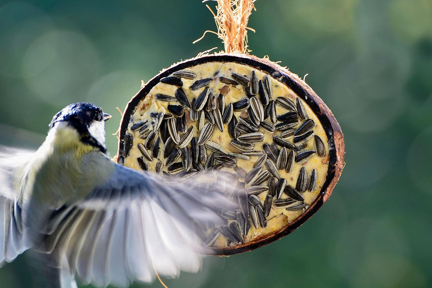 Dobar® 10X Gefüllte Kokosnuss Vogelfutter Zum Aufhängen - 5 Sorten Vogelfutter Für Die Ganzjahresfütterung - Fettfutter-Füllungen Für Wildvögel - Wildvogelfutter 2 Kg (1Er Pack)