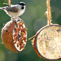 Dobar® 10X Gefüllte Kokosnuss Vogelfutter Zum Aufhängen - 5 Sorten Vogelfutter Für Die Ganzjahresfütterung - Fettfutter-Füllungen Für Wildvögel - Wildvogelfutter 2 Kg (1Er Pack)