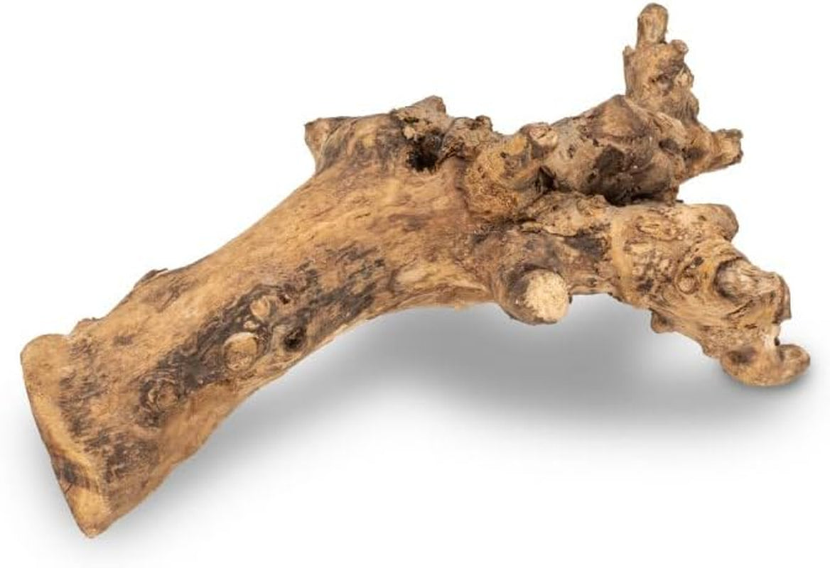 Nadeco Kuwa Deko-Wurzel, in Den Größen 25-30 Cm Und 40-50 Cm Wählbar | Deko-Wurzel Für Terrarien | Holzdeko | Deko-Holz | Terrarium-Dekoration | Deko-Wurzelholz | Echte Wurzel, Größe:40-50 Cm